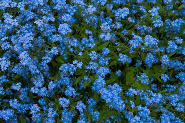 勿忘我花種子市場(chǎng)價(jià)格多少錢(qián)一斤 勿忘我的品種