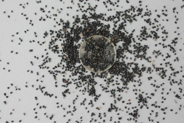 勿忘我花種子市場(chǎng)價(jià)格多少錢(qián)一斤 勿忘我的品種