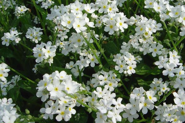 勿忘我花種子市場(chǎng)價(jià)格多少錢(qián)一斤 勿忘我的品種