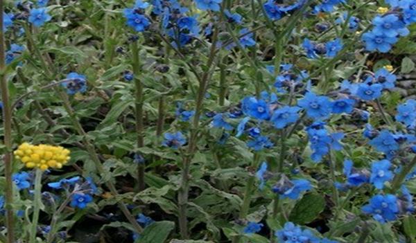 勿忘我花種子市場(chǎng)價(jià)格多少錢(qián)一斤 勿忘我的品種