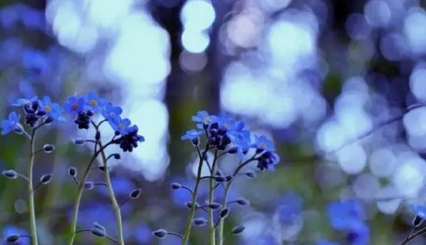 勿忘我花種子市場(chǎng)價(jià)格多少錢(qián)一斤 勿忘我的品種