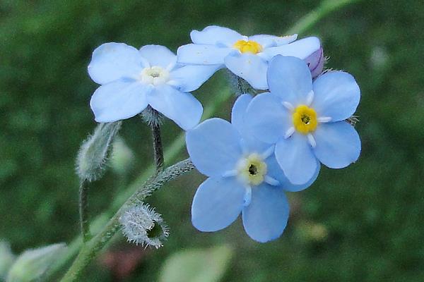 勿忘我花種子市場(chǎng)價(jià)格多少錢(qián)一斤 勿忘我的品種