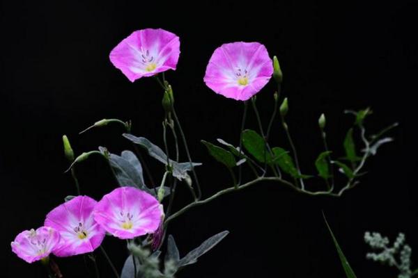 打破碗花功效與作用及禁忌 打破碗花治什么病