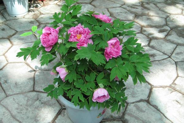 芍藥可以盆栽嗎 芍藥陽臺盆栽種植方法