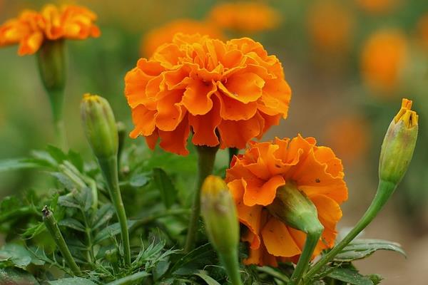 金盞菊的功效與作用及禁忌 金盞菊藥用價值