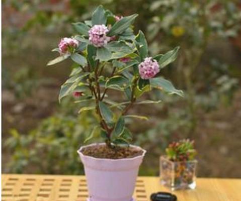 芍藥扦插繁殖方法 芍藥不開花怎么辦