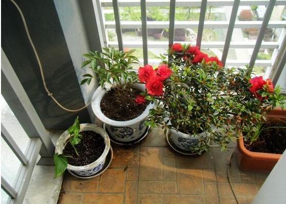 芍藥扦插繁殖方法 芍藥不開花怎么辦