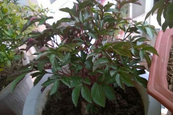 芍藥扦插繁殖方法 芍藥不開花怎么辦