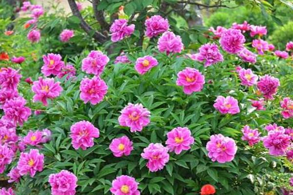 芍藥扦插繁殖方法 芍藥不開花怎么辦