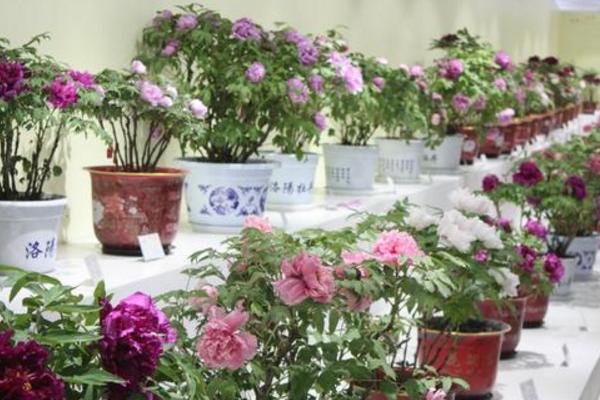 芍藥扦插繁殖方法 芍藥不開花怎么辦