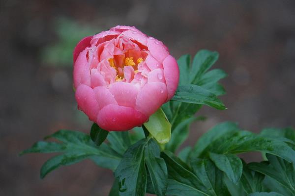 芍藥和牡丹的區(qū)別是什么 芍藥不開花怎么辦