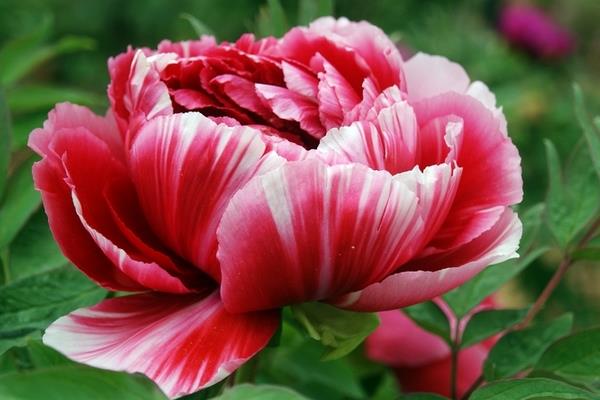 芍藥和牡丹的區(qū)別是什么 芍藥不開花怎么辦