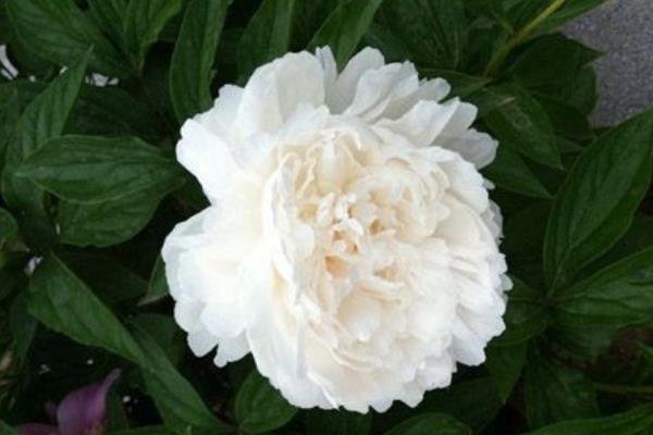 芍藥和牡丹的區(qū)別是什么 芍藥不開花怎么辦