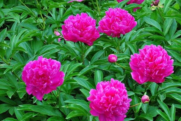 芍藥和牡丹的區(qū)別是什么 芍藥不開花怎么辦