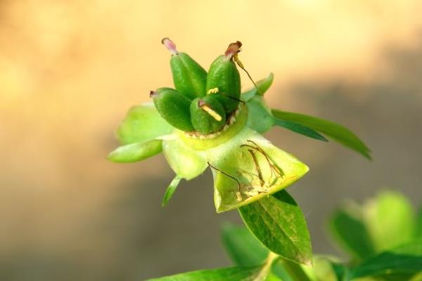 芍藥和牡丹的區(qū)別是什么 芍藥不開花怎么辦