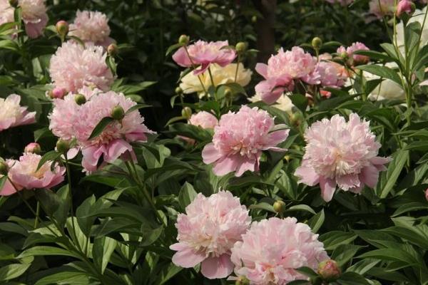 芍藥和牡丹的區(qū)別是什么 芍藥不開花怎么辦