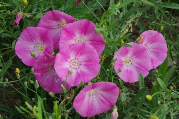 打破碗花圖片大全 打破碗花花語