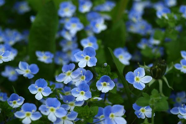 勿忘我花怎么種 勿忘我種植方法與注意事項(xiàng)