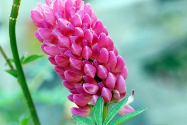 魯冰花功效與作用 魯冰花藥用價(jià)值