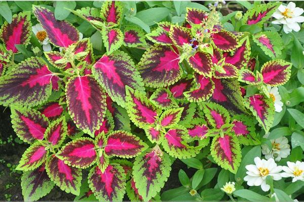 彩葉草的扦插繁殖方法 彩葉草怎么播種