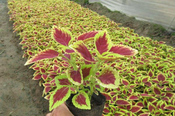 彩葉草的扦插繁殖方法 彩葉草怎么播種