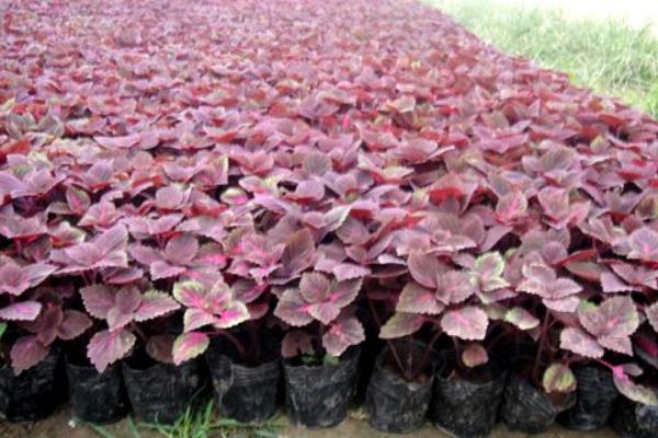 彩葉草的扦插繁殖方法 彩葉草怎么播種