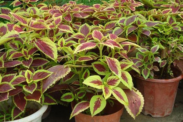 彩葉草的扦插繁殖方法 彩葉草怎么播種