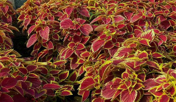 彩葉草的扦插繁殖方法 彩葉草怎么播種