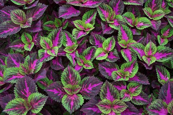 彩葉草的扦插繁殖方法 彩葉草怎么播種