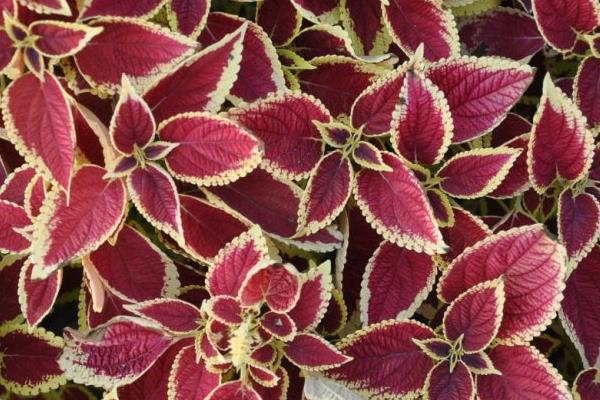 彩葉草功效與作用及禁忌 彩葉草的水培方法