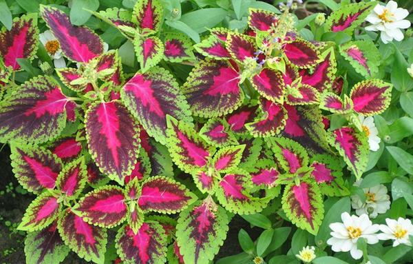 彩葉草功效與作用及禁忌 彩葉草的水培方法