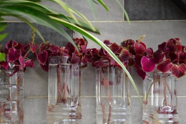 彩葉草功效與作用及禁忌 彩葉草的水培方法