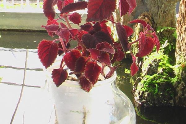 彩葉草功效與作用及禁忌 彩葉草的水培方法