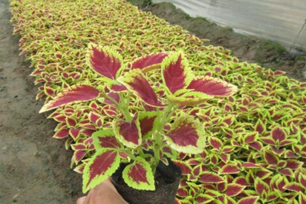 彩葉草功效與作用及禁忌 彩葉草的水培方法