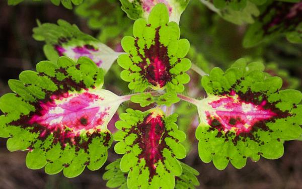 彩葉草功效與作用及禁忌 彩葉草的水培方法