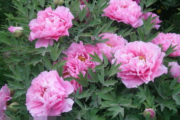 芍藥什么時候種（幾月）  芍藥什么時候開花