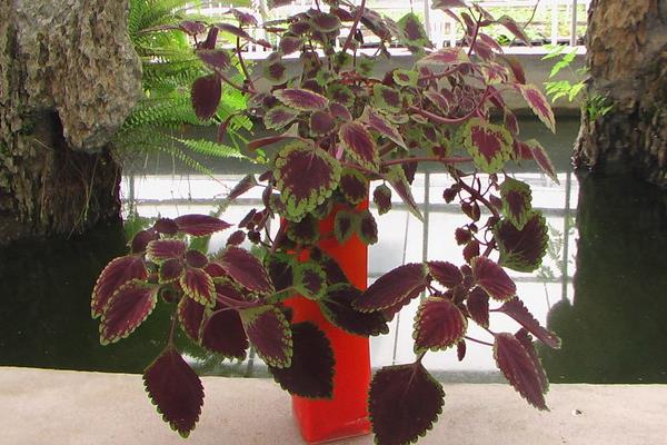 老來俏是不是彩葉草 老來俏花能在室內養嗎