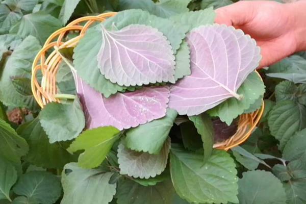 新鮮紫蘇怎么保存 紫蘇能放在冰箱里保存嗎