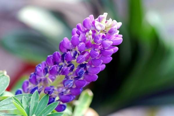魯冰花怎么養 魯冰花養殖方法與注意事項