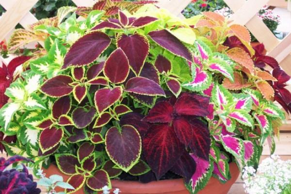 老來俏是不是彩葉草 老來俏花能在室內養嗎