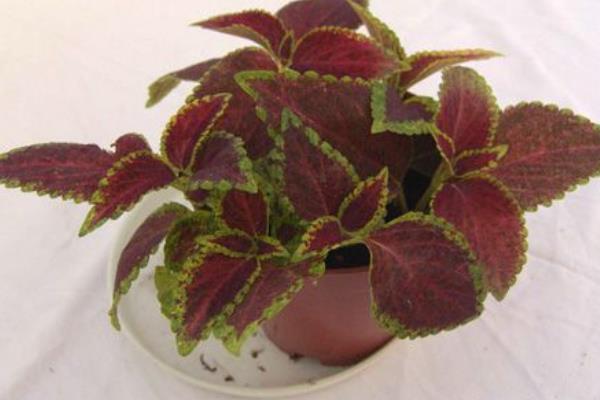 老來俏是不是彩葉草 老來俏花能在室內養嗎