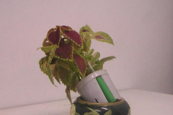 老來俏是不是彩葉草 老來俏花能在室內養嗎