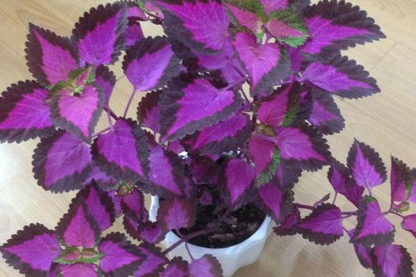 老來俏是不是彩葉草 老來俏花能在室內養嗎