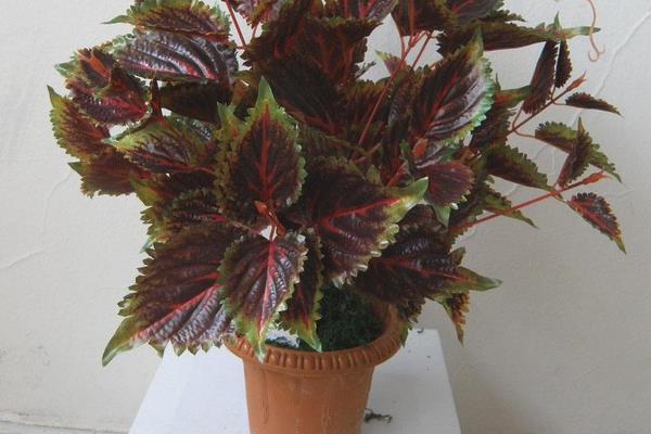 老來俏是不是彩葉草 老來俏花能在室內養嗎