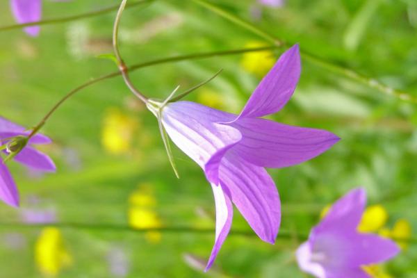 風(fēng)鈴草圖片大全 風(fēng)鈴草花語