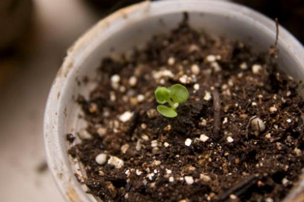 風鈴草種子市場價格多少錢一斤 風鈴草有什么作用