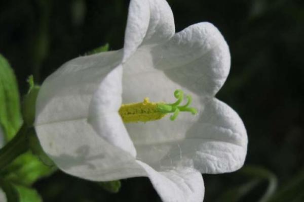 風鈴草種子市場價格多少錢一斤 風鈴草有什么作用