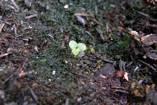 風鈴草種子市場價格多少錢一斤 風鈴草有什么作用