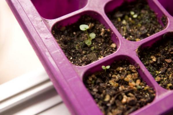 風鈴草種子市場價格多少錢一斤 風鈴草有什么作用