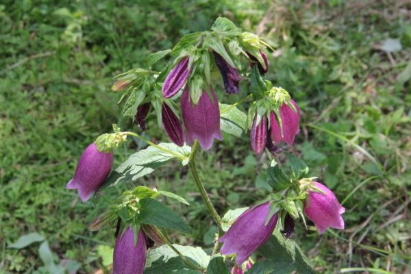 風鈴草種子市場價格多少錢一斤 風鈴草有什么作用